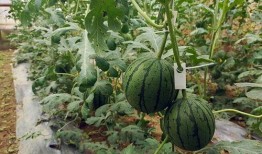 五一免费吃瓜免费版,免费吃瓜盛宴来袭！