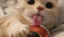 娱乐吃瓜酱不开心,揭秘背后原因